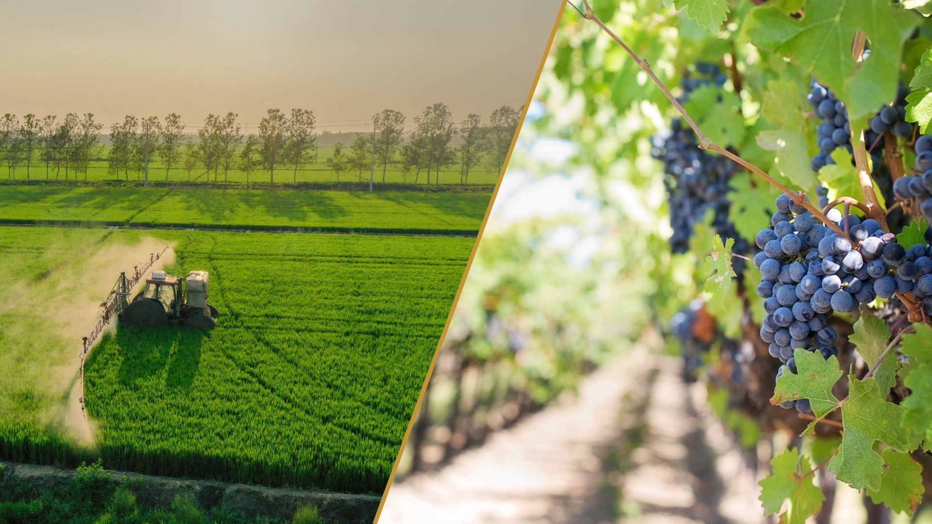 PROSSIME AGEVOLAZIONI PER IL SETTORE AGRICOLO